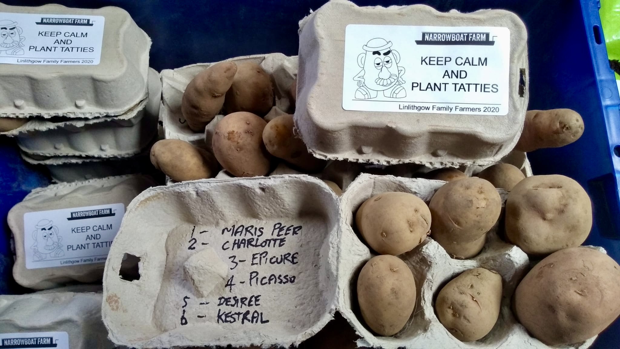 Seed potatoes in egg cartons